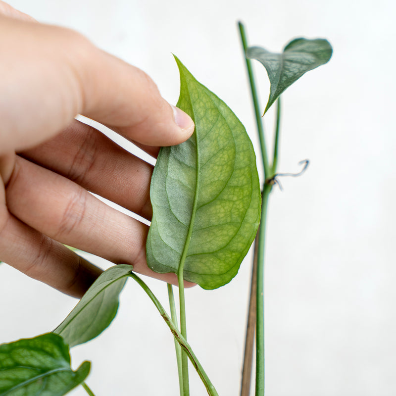 Monstera Siltepecana