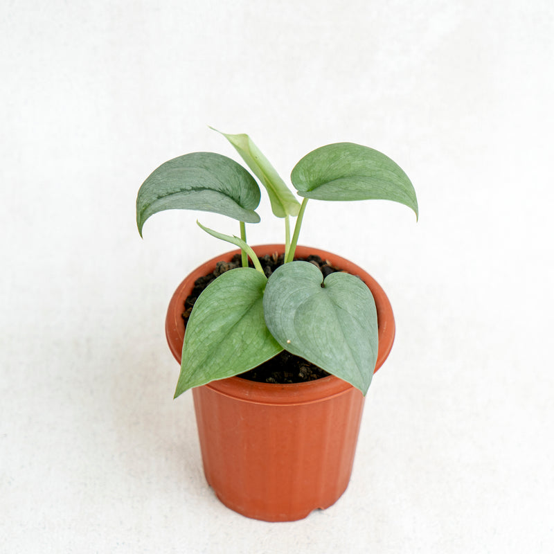 Scindapsus Silver Platinum