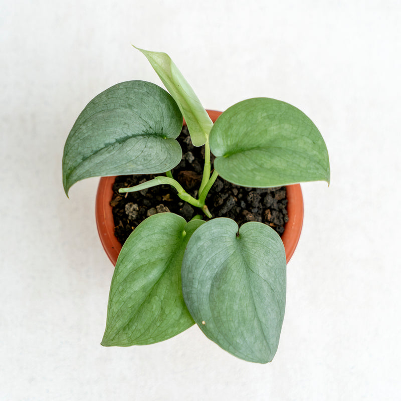 Scindapsus Silver Platinum