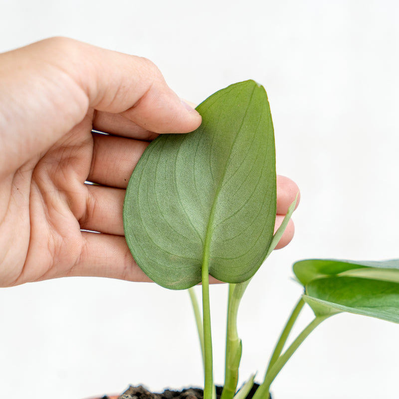 Scindapsus Silver Platinum