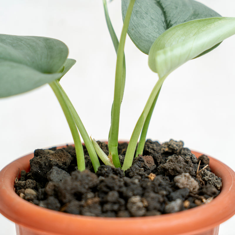 Scindapsus Silver Platinum