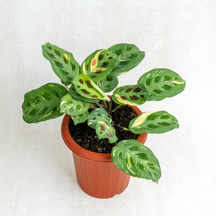 Calathea Butterfly variegated