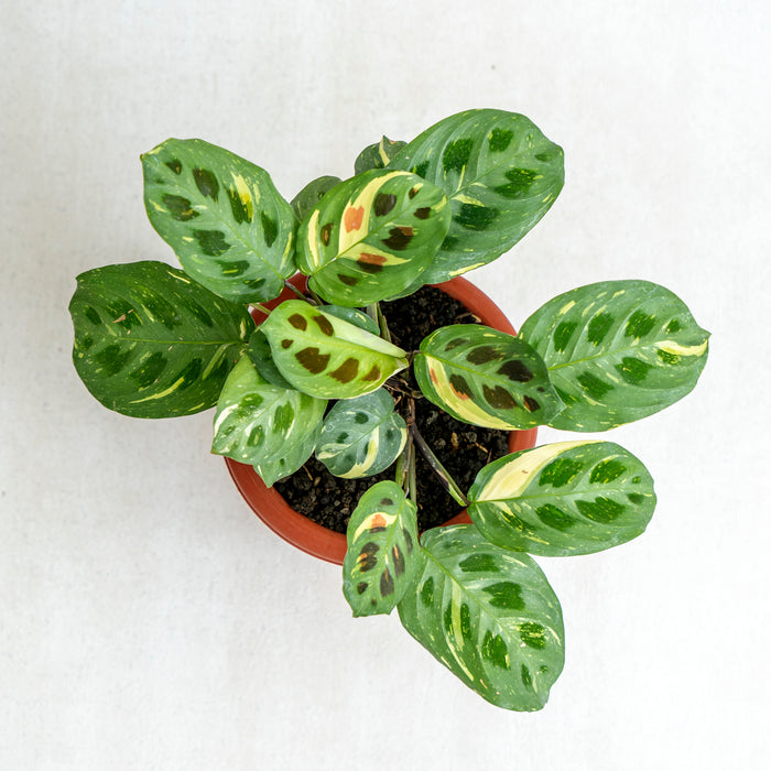 Calathea Butterfly variegated