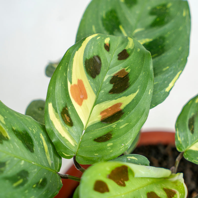 Calathea Butterfly Variegated