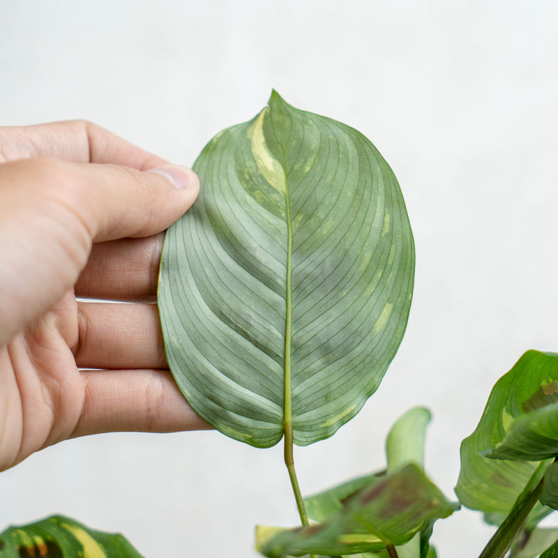 Calathea Butterfly Variegated