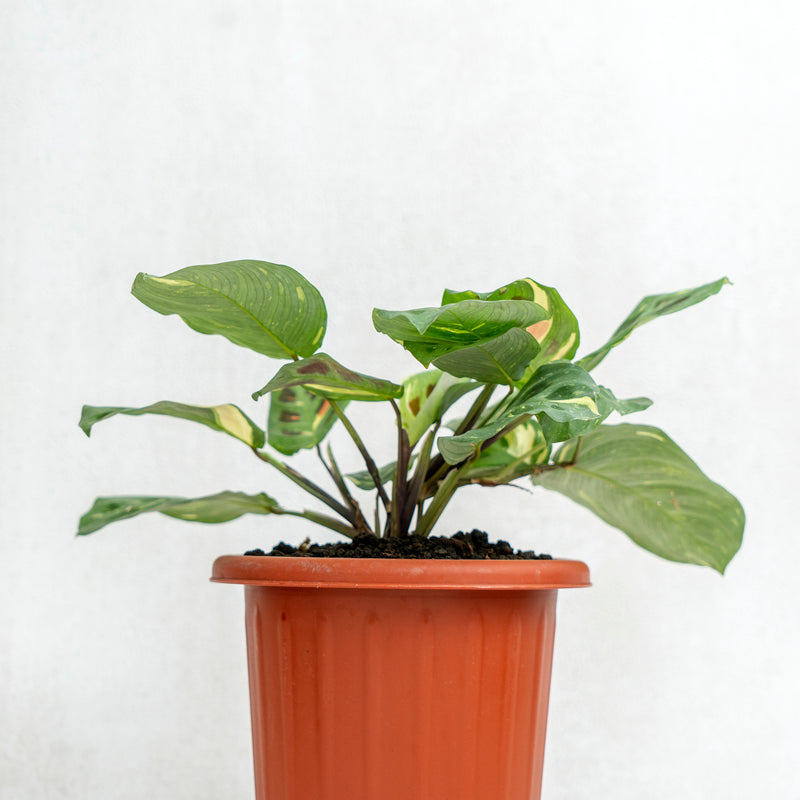 Calathea Butterfly Variegated