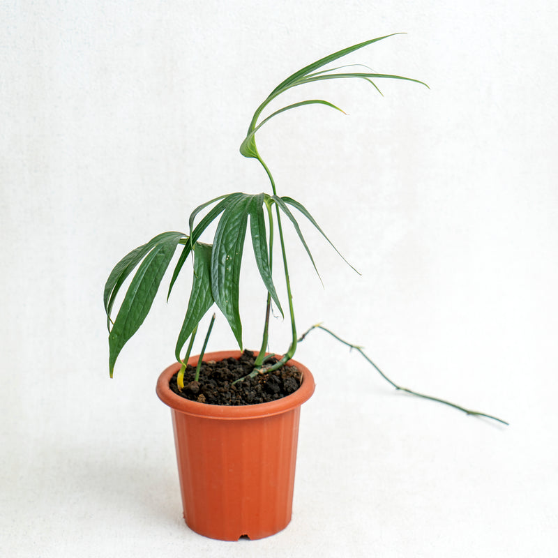 Amydrium Zipellianum