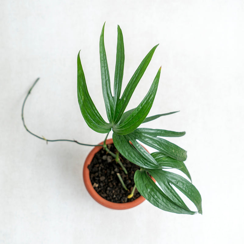 Amydrium Zipellianum