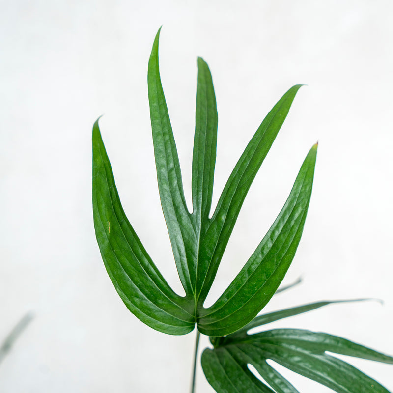 Amydrium Zipellianum