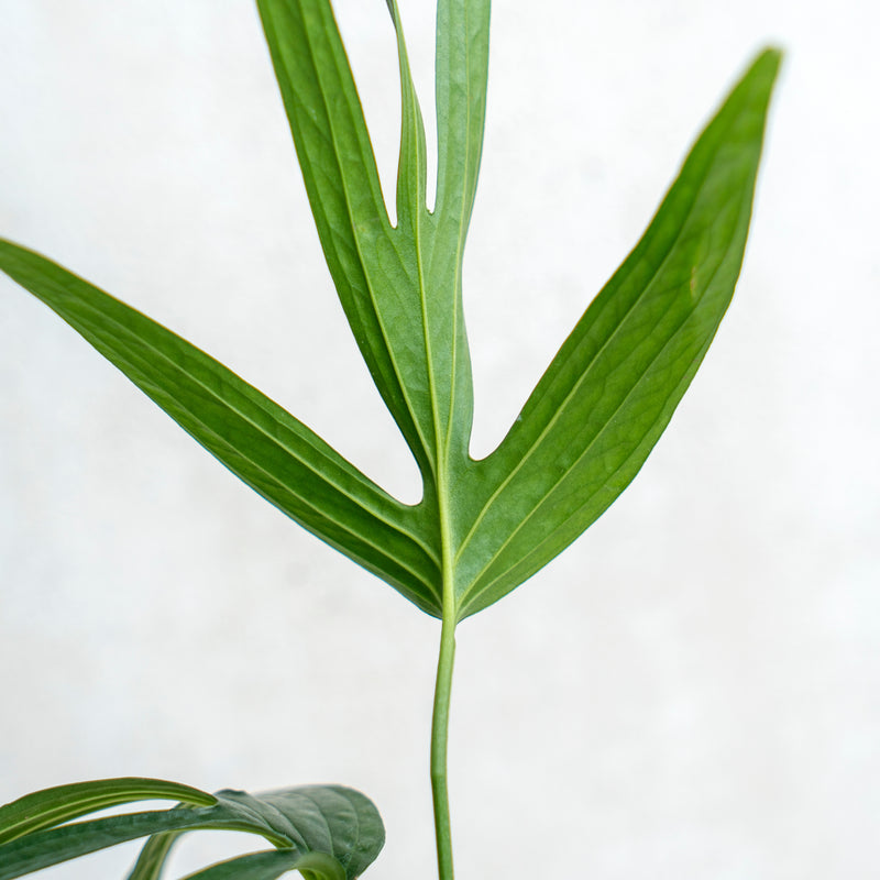 Amydrium Zipellianum