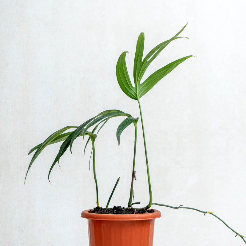 Amydrium Zipellianum