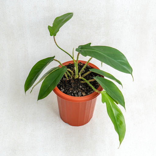 philodendron squamiferum red Philodendron Squamiferum — Aroidasia