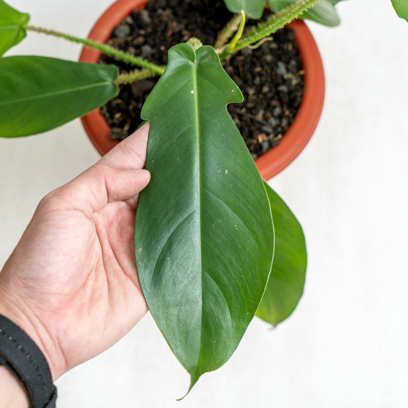 Philodendron Squamiferum