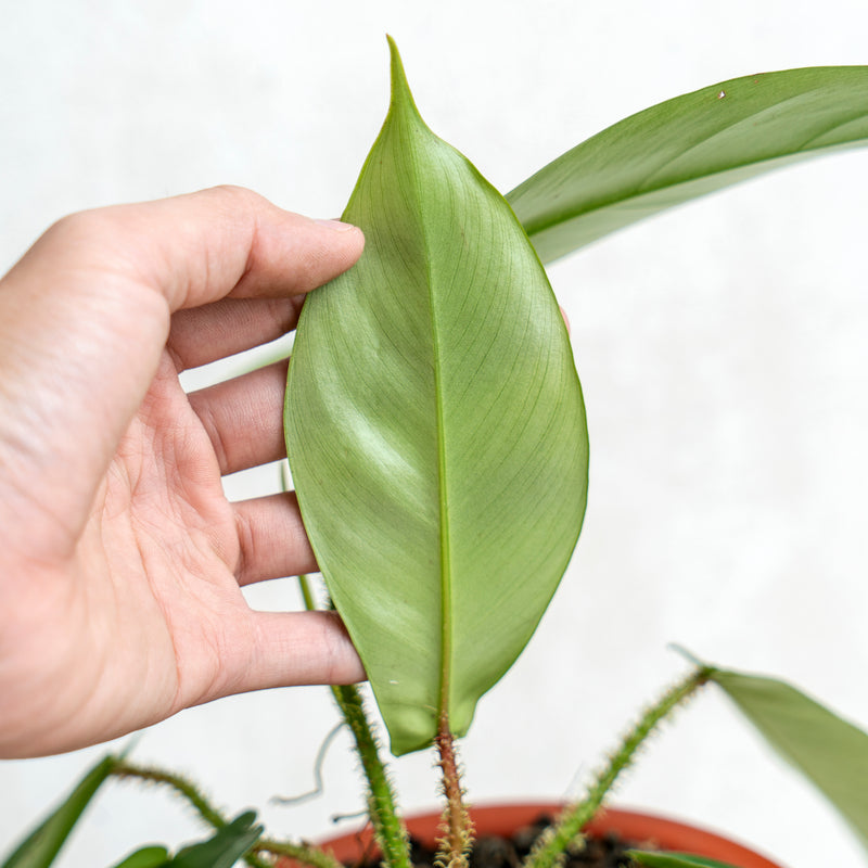 Philodendron Squamiferum