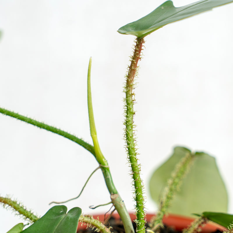 Philodendron Squamiferum