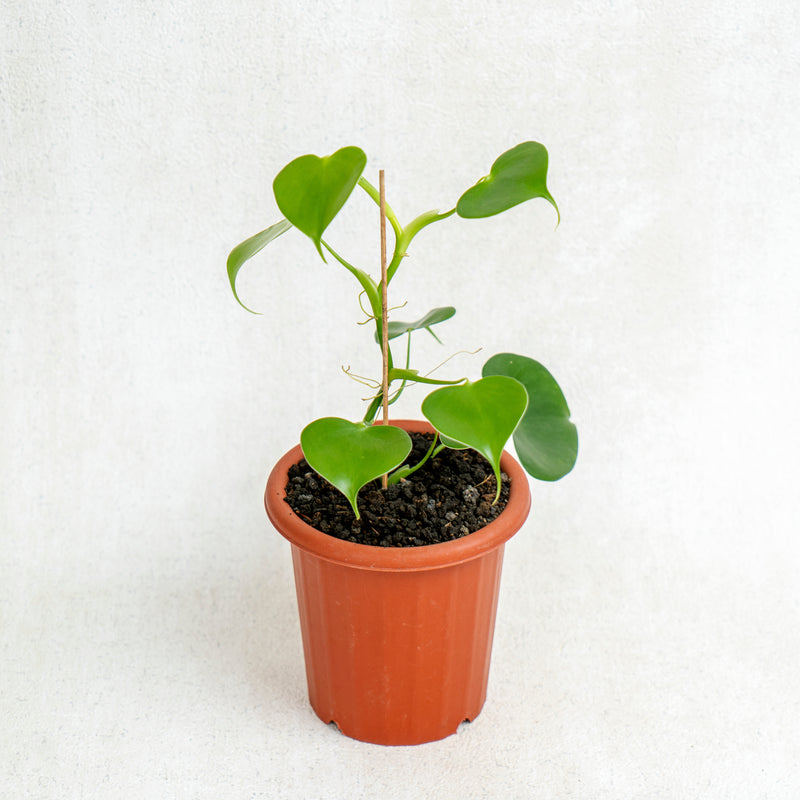 Philodendron Grazielae