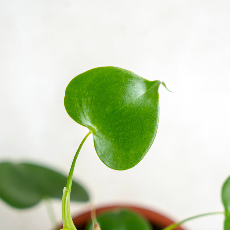 Philodendron Grazielae