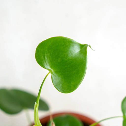 philodendron grazielae rare Philodendron Grazielae — Aroidasia