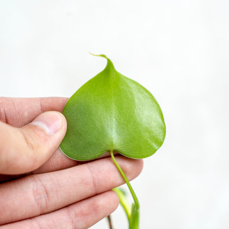 philodendron grazilae Philodendron Grazielae — Aroidasia