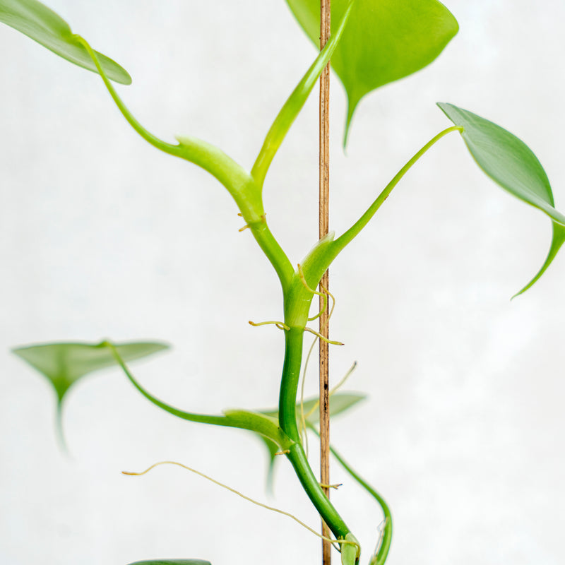 philodendron grazielae rare Philodendron Grazielae — Aroidasia