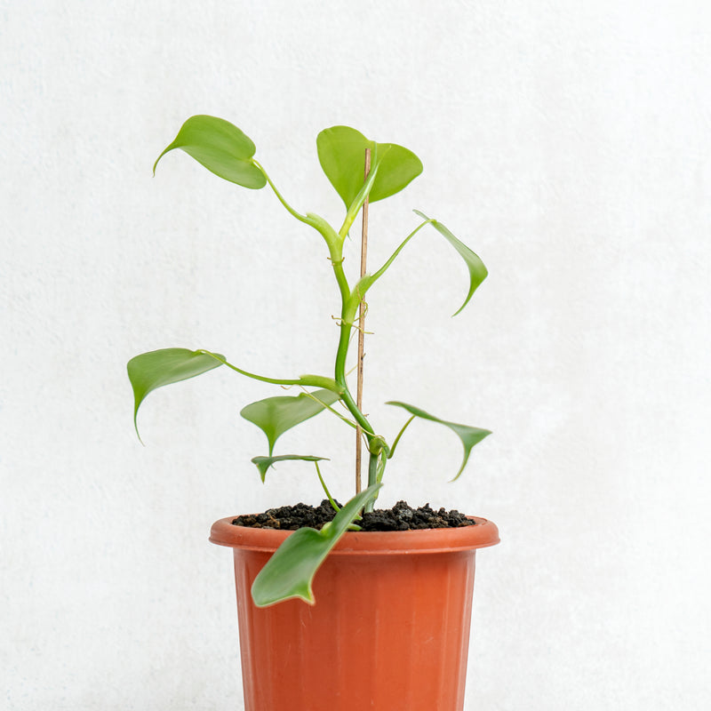 philodendron grazielae rare Philodendron Grazielae