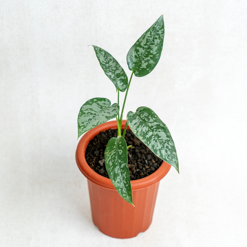 Homalomena Schismatoglottis