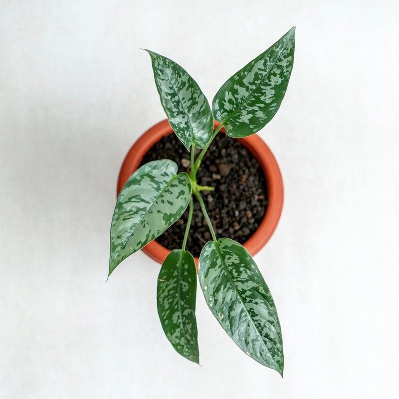 Homalomena Schismatoglottis