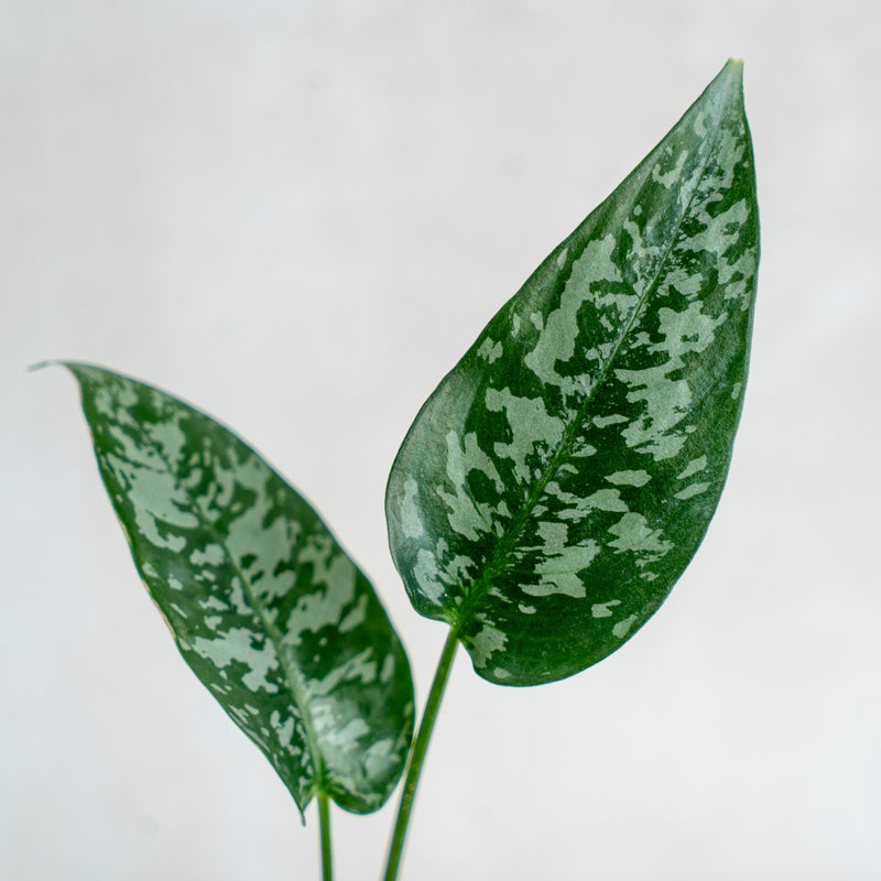 Homalomena Schismatoglottis