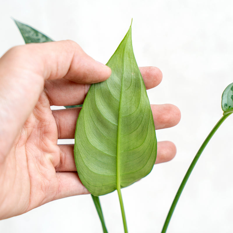 Homalomena Schismatoglottis