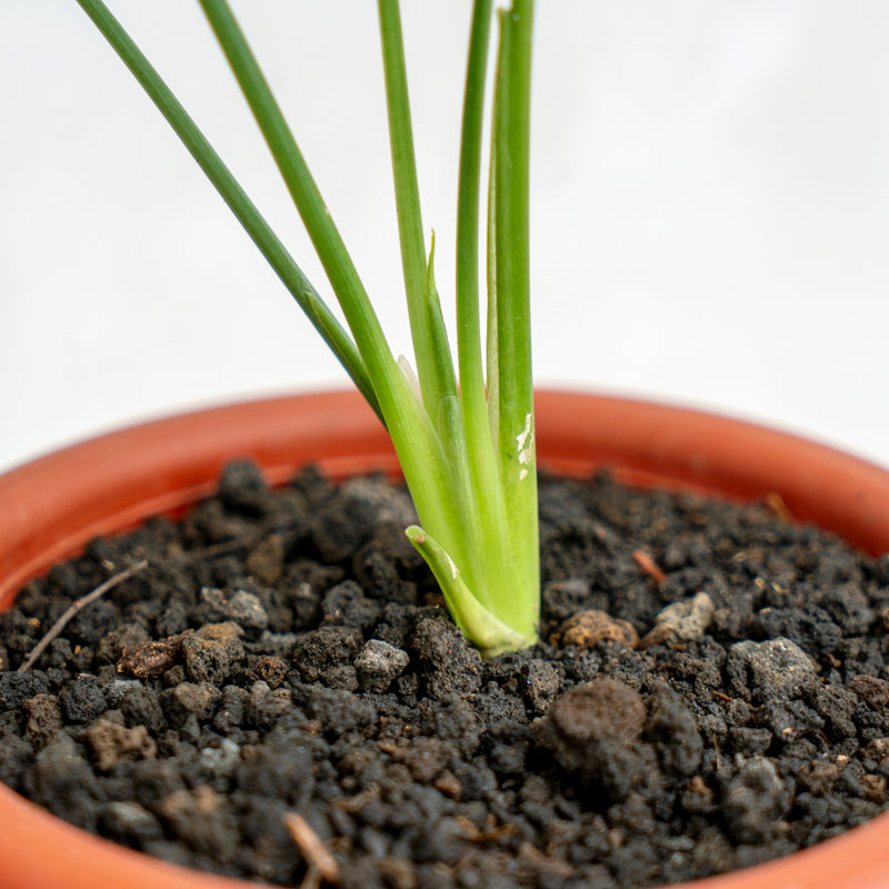 Homalomena Schismatoglottis