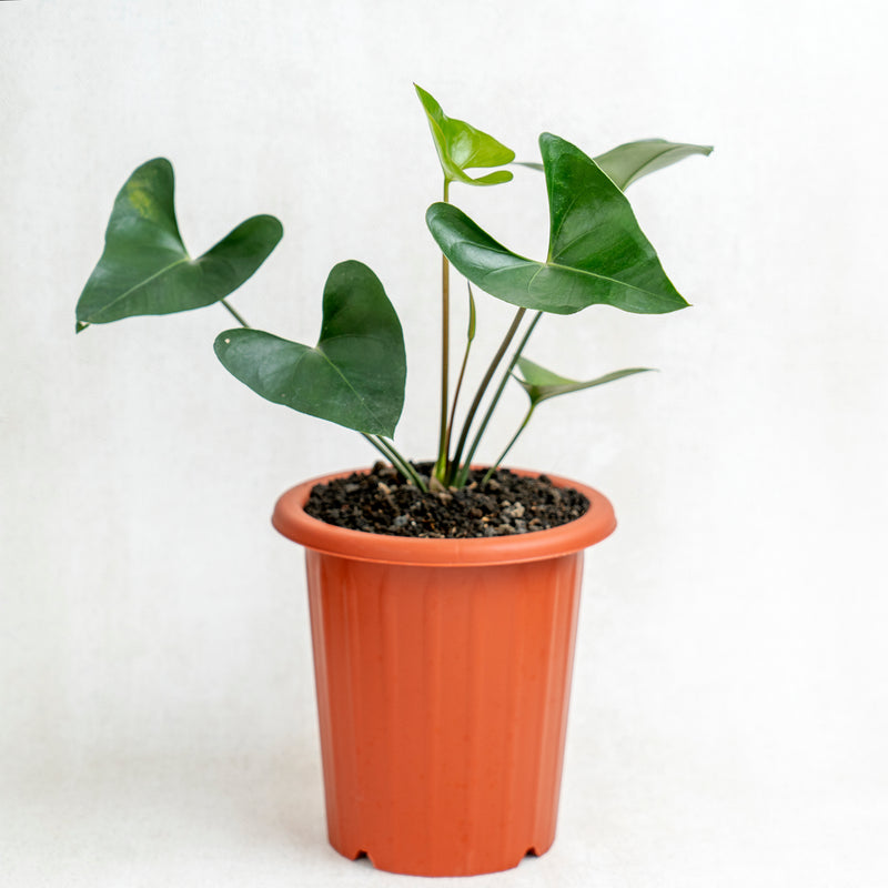 anthurium bintang kejora Anthurium Bintang Kejora