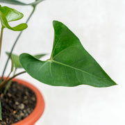 anthurium bintang kejora varigata Anthurium Bintang Kejora — Aroidasia