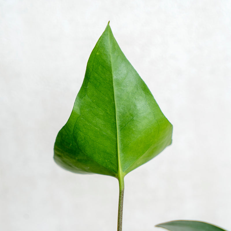 Anthurium Bintang Kejora