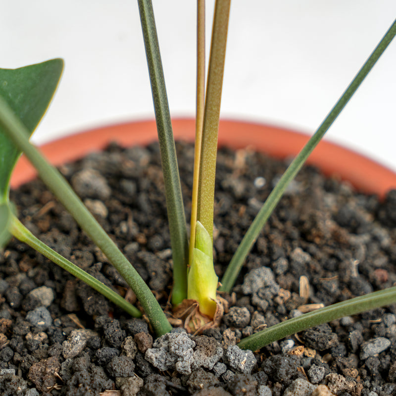 Anthurium Bintang Kejora