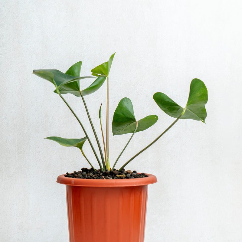 Anthurium Bintang Kejora