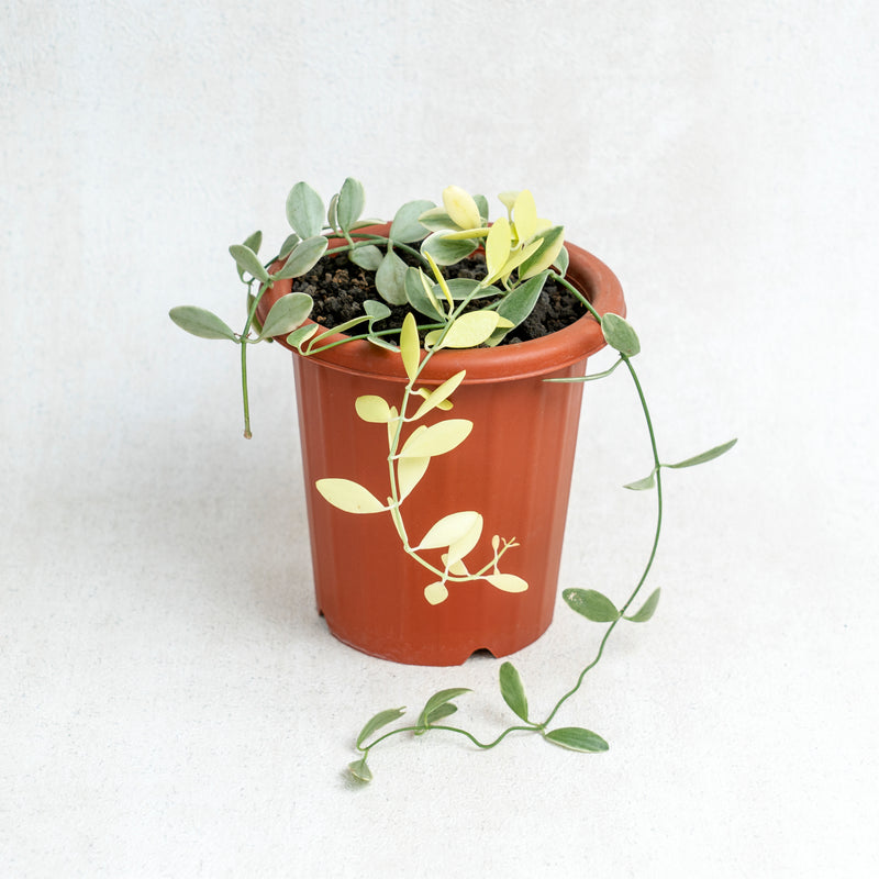 Hoya Dischida Variegated