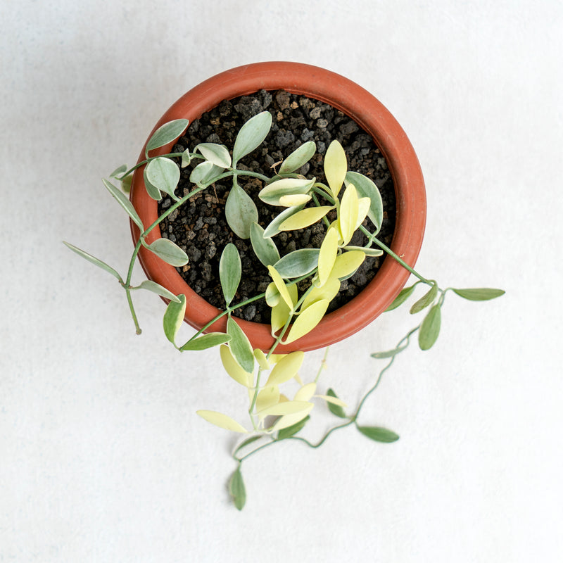 Hoya Dischida Variegated