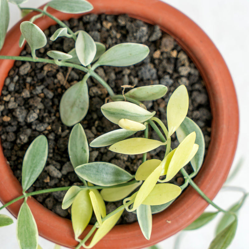 Hoya Dischida Variegated
