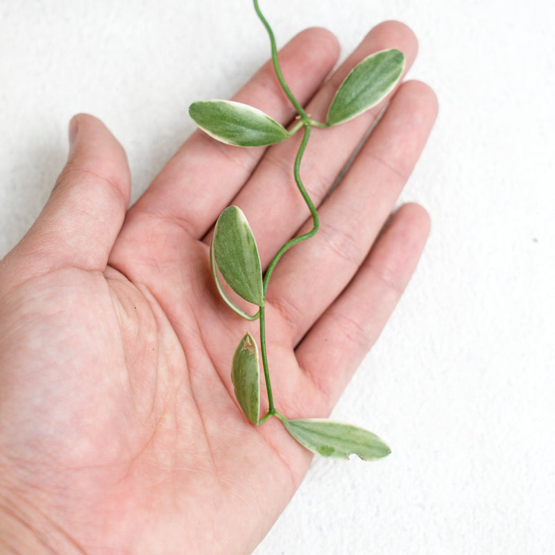 Hoya Dischida Variegated