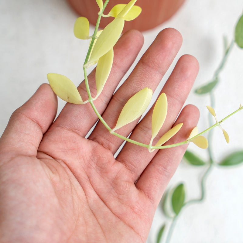 Hoya Dischida Variegated