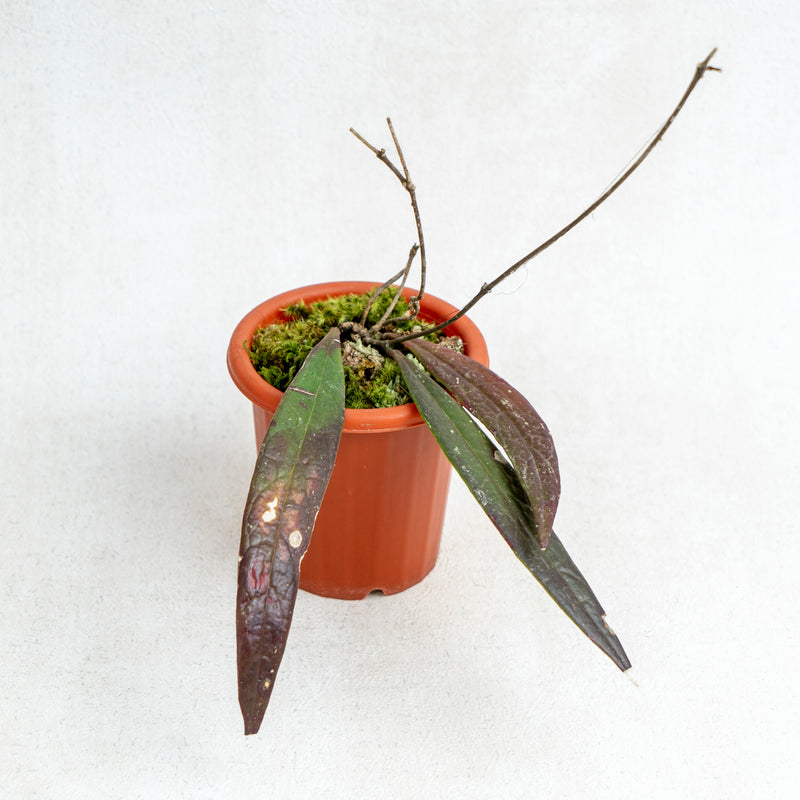 Hoya Sulawesiana Red