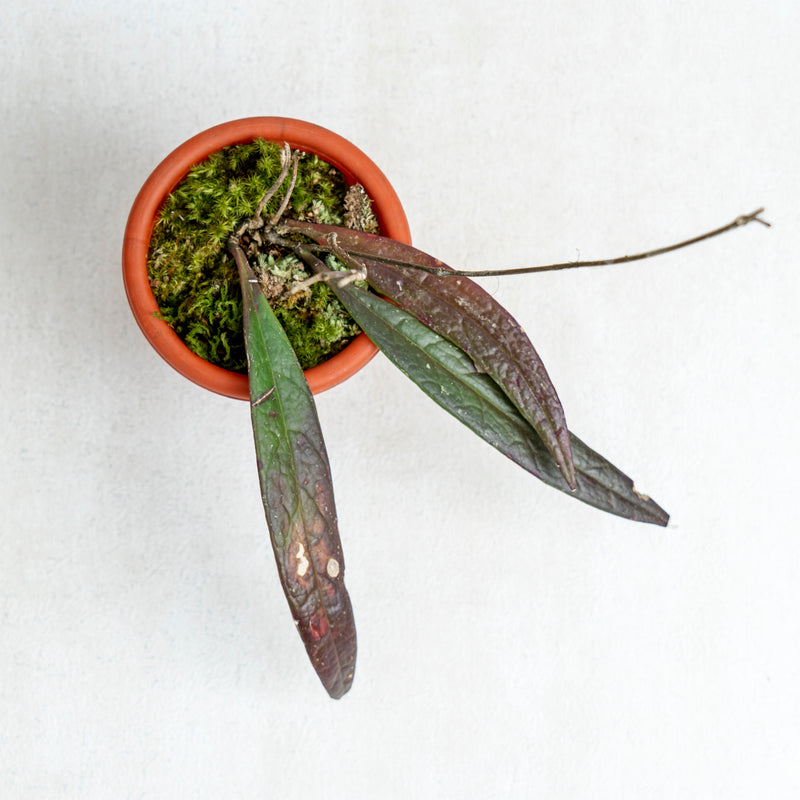 Hoya Sulawesiana Red