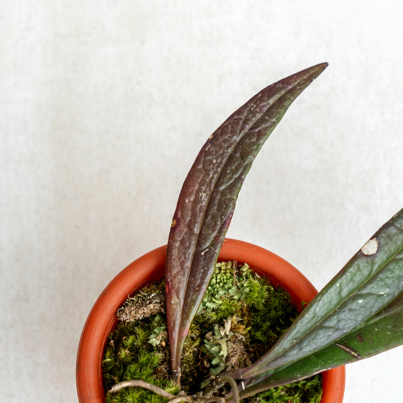 Hoya Sulawesiana Red