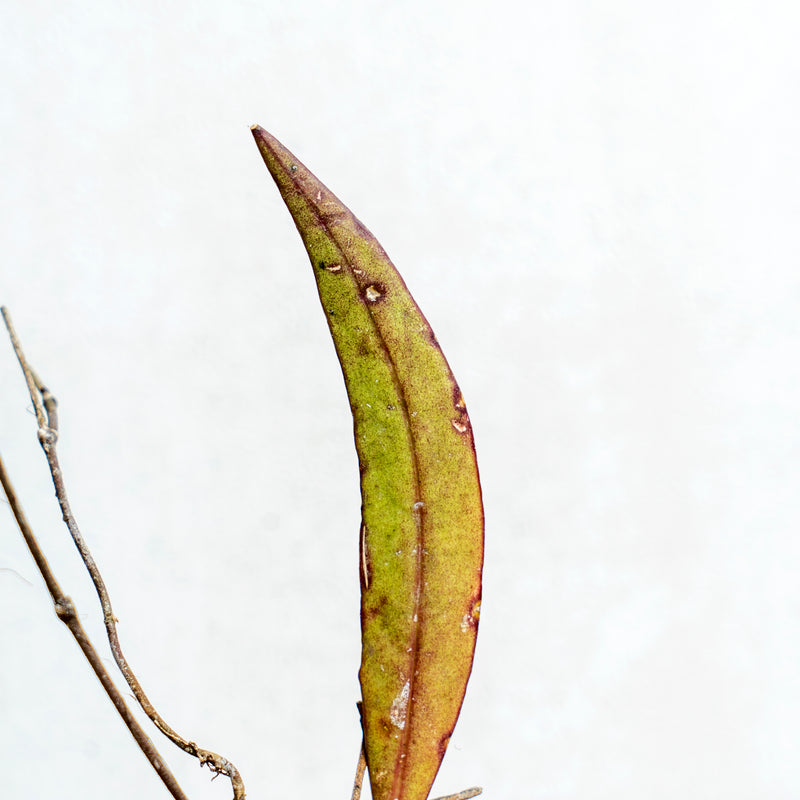 Hoya Sulawesiana Red