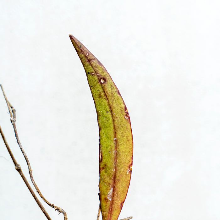Hoya Sulawesiana Red