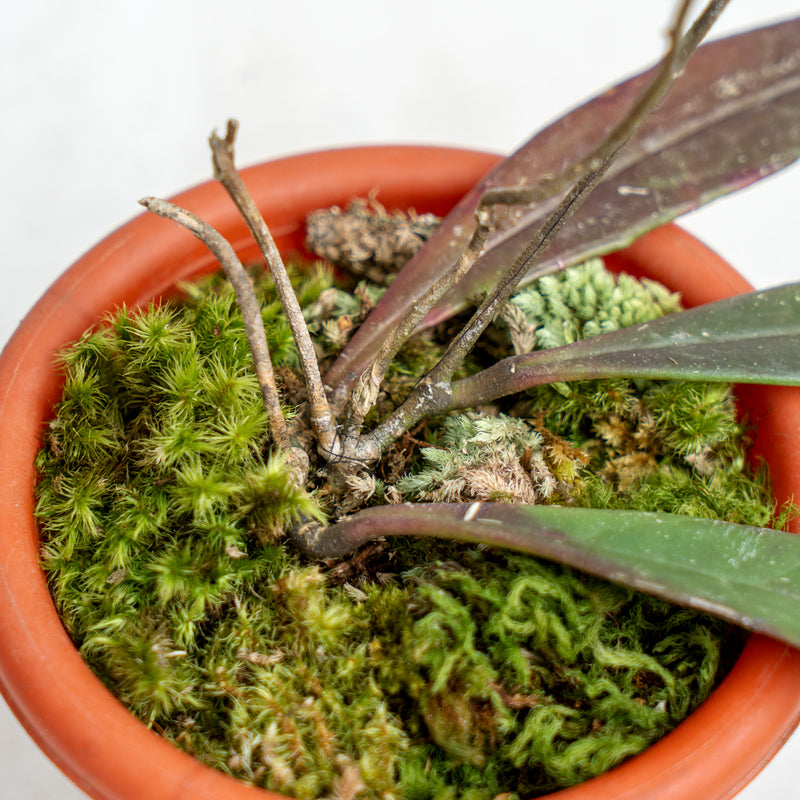 Hoya Sulawesiana Red