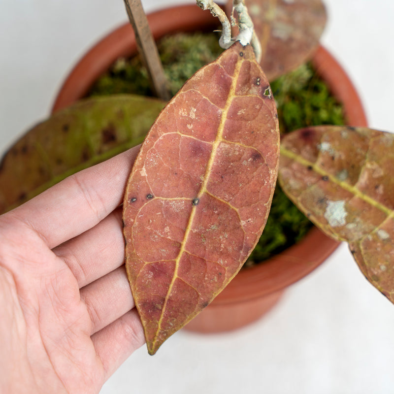 Hoya AFF Lambii Red