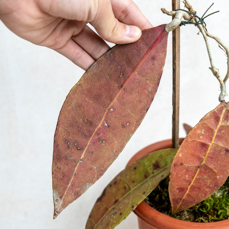 Hoya AFF Lambii Red