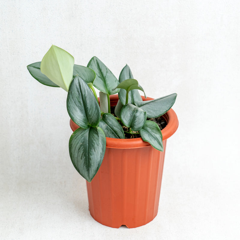 Scindapsus Moonlight