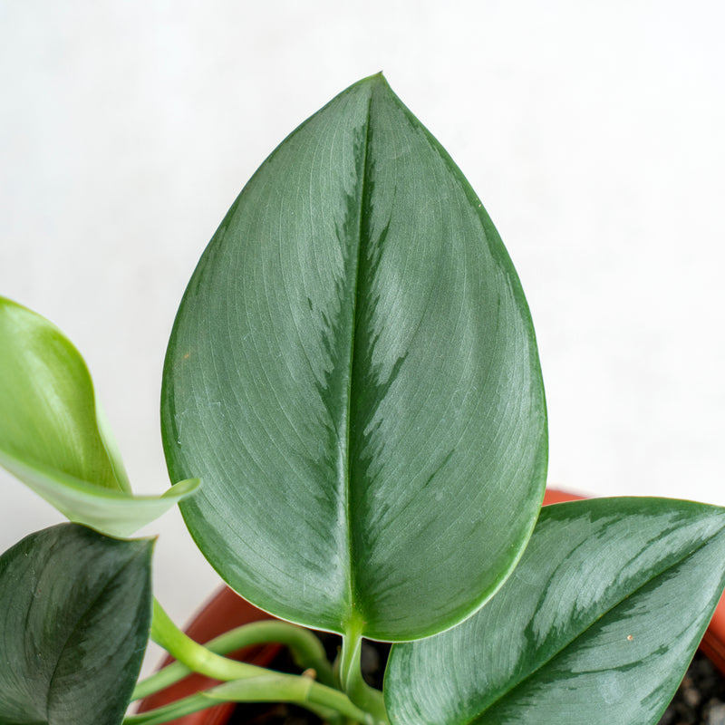 Scindapsus Moonlight